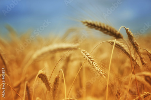 Wheat stalk