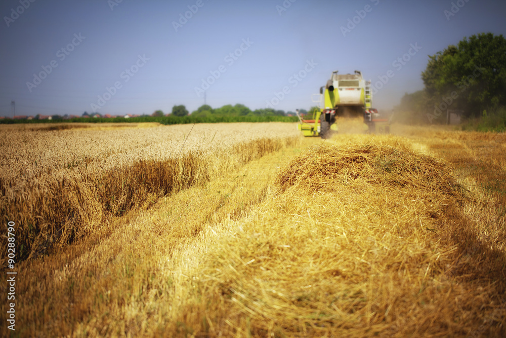Obraz premium Combine harvester working in the field