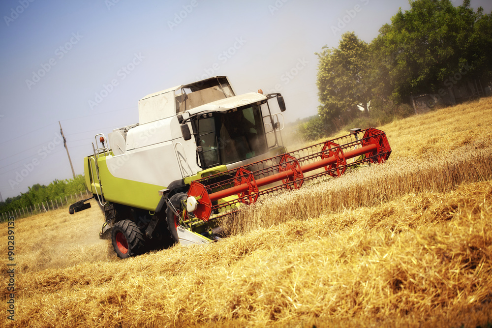 Fototapeta premium Combine harvester working in the field