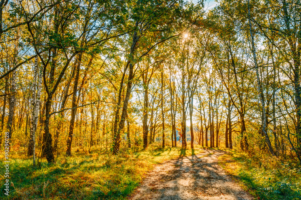 Obraz premium Sunny Day In Autumn Sunny Forest Trees, Green Grass. Nature Wood