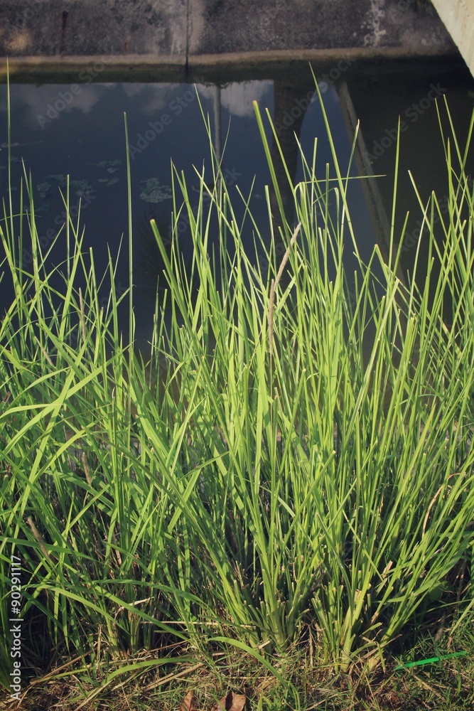 Vetiver grass