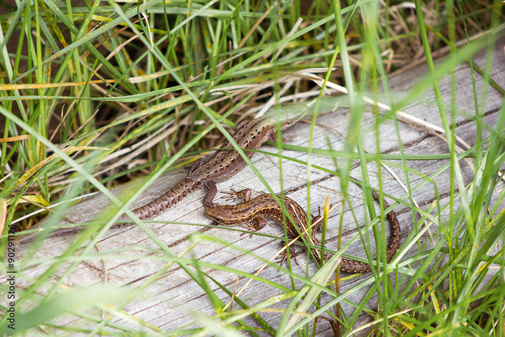 Fototapeta premium Lizard on boards