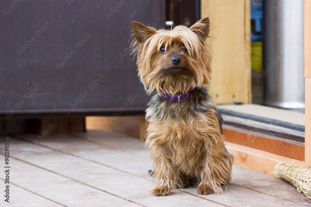 Cute yorkshire terrier walking near the house Cute yorkshire terrier walking near the house