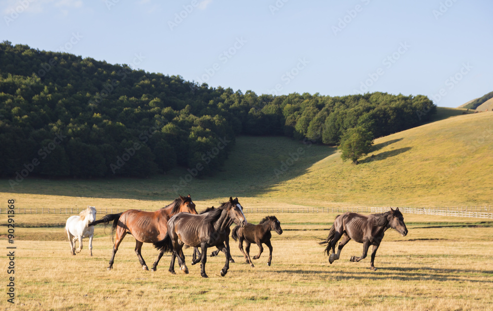 Gruppo di cavalli mustang al trotto