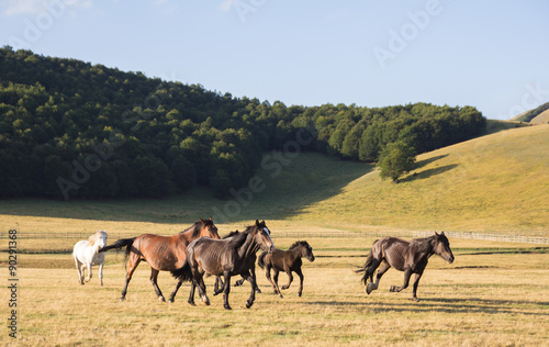 Gruppo di cavalli mustang al trotto