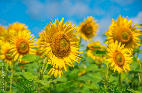 Blooming sunflowers 