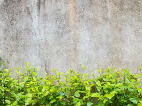 green tree and dirty wall background