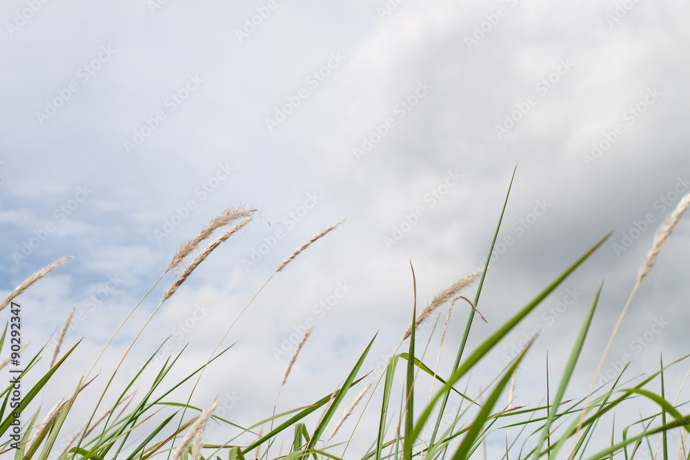 dry grass and cloudy sky