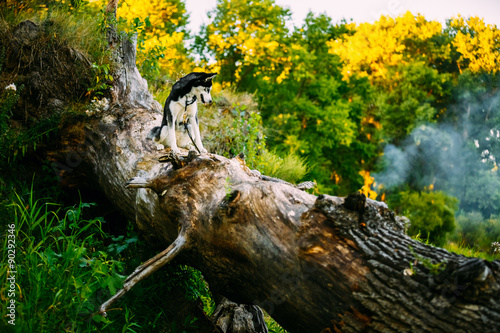 Fotografie Young Happy Husky Eskimo Dog Sitting On Trunk Of A Fallen Tree