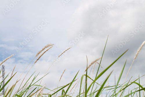 dry grass and cloudy sky