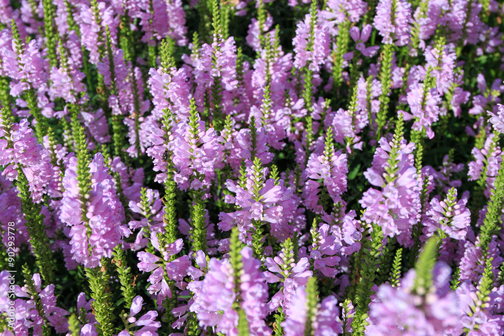 Pink flowers in the summer Pink flowers in the summer