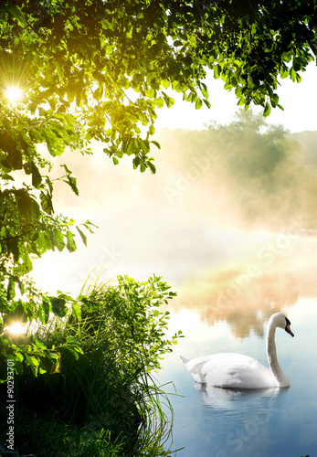 Fototapeta Naklejka Na Ścianę i Meble -  Swan in the morning