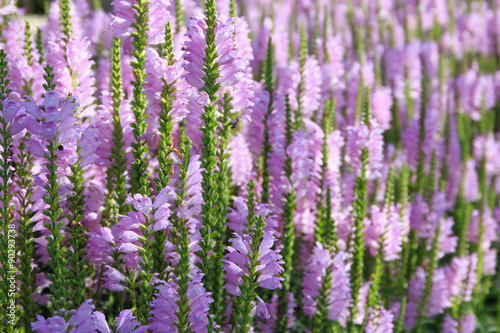 Pink flowers in the summer