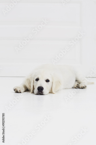 Fototapeta Naklejka Na Ścianę i Meble -  Exhausted puppy resting on studio floor