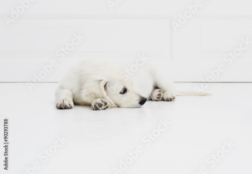Resting white puppy dog in studio