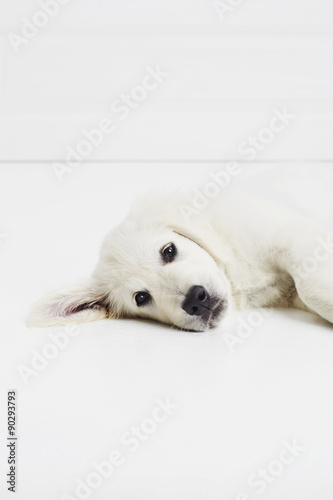 Tired puppy lying on floor and listening