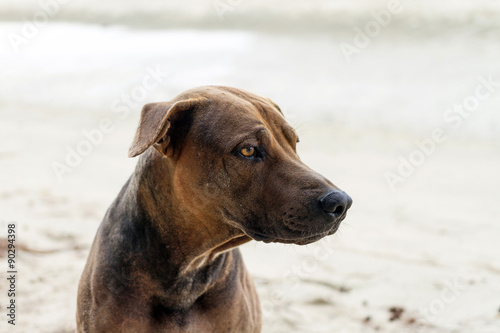head shot of brown dog on the beach