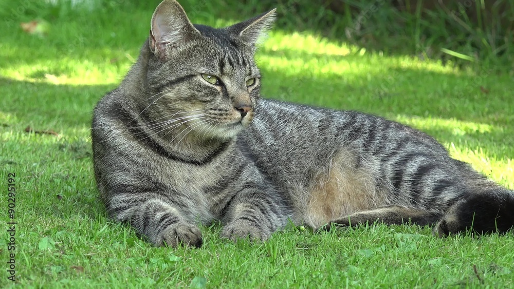 gray tabby cat lying on the meadow 