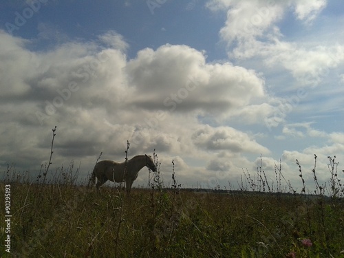 Horse at the field