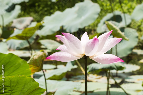 beautiful lotus in pond