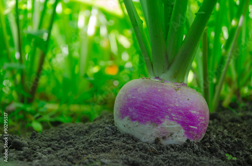 Turnip in the ground © yuratosno