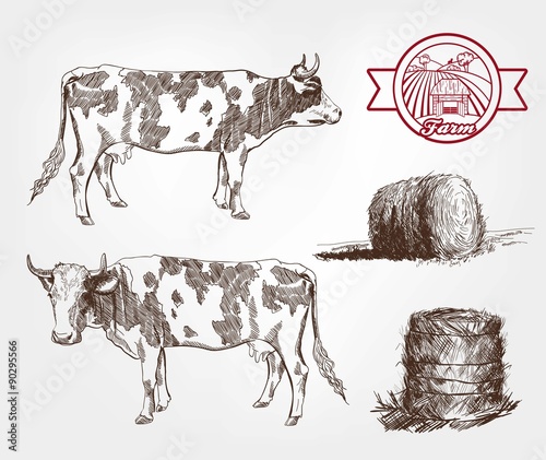 breeding cows