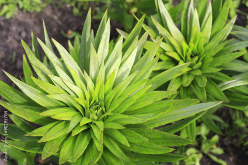 Beautiful lily stems with green leaves