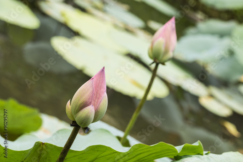 beautiful lotus in pond