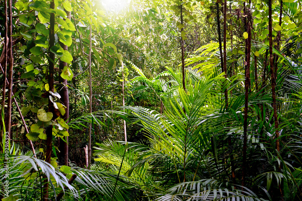 Fototapeta premium Dżungla tło, Krabi, Tajlandia
