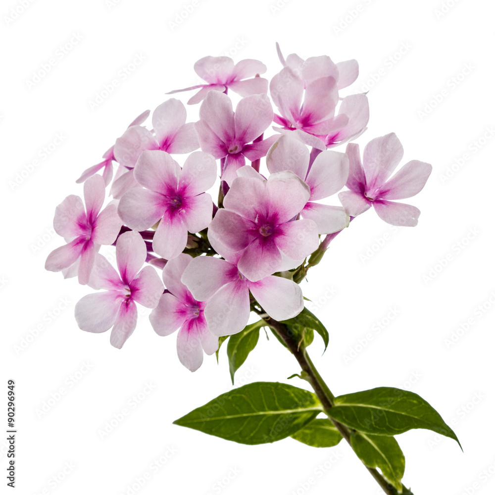 Fototapeta premium Pink flower phlox, isolated on white background