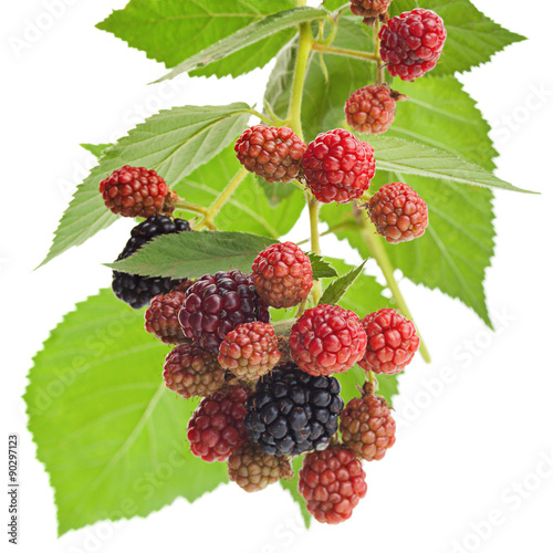 Blackberry fruit bunch with leaf