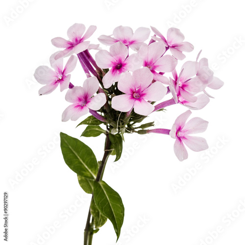 Fototapeta Naklejka Na Ścianę i Meble -  Pink flower phlox, isolated on white background