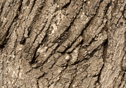 Linden tree bark texture.