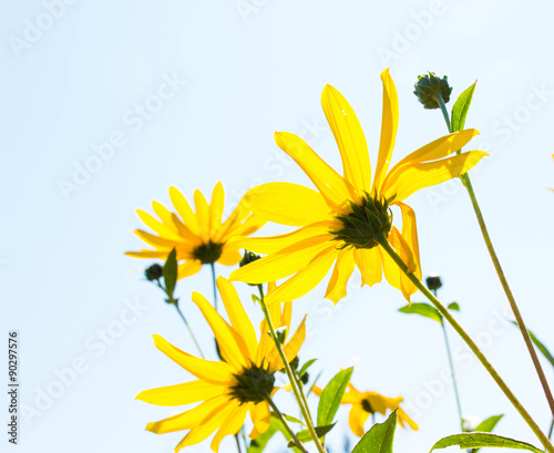 Topinambur Helianthus tuberosus