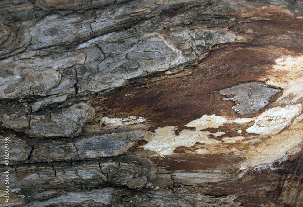 Willow tree bark texture.