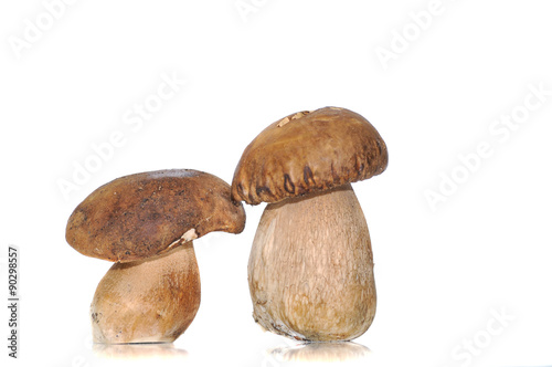 Boletus mushroom
