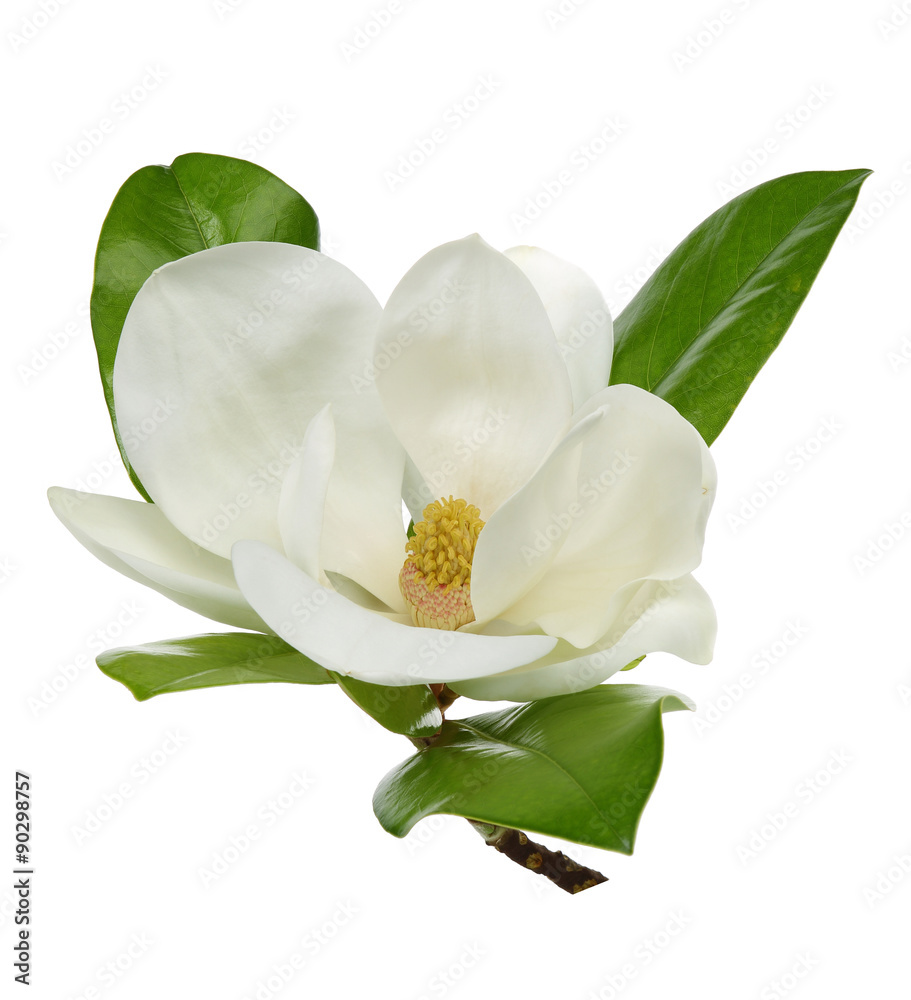 Fototapeta premium White magnolia