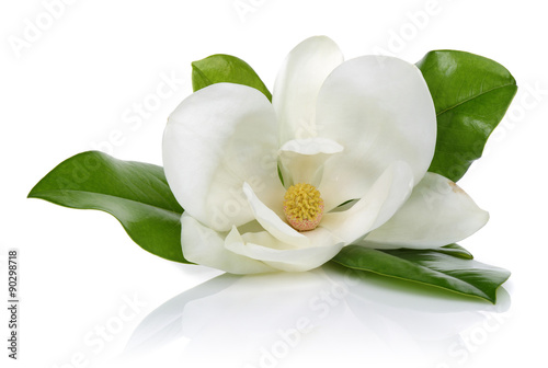 Fototapeta Naklejka Na Ścianę i Meble -  White magnolia