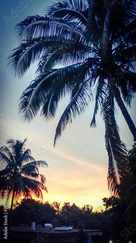 Royal palm trees at sunset on Cuban resort