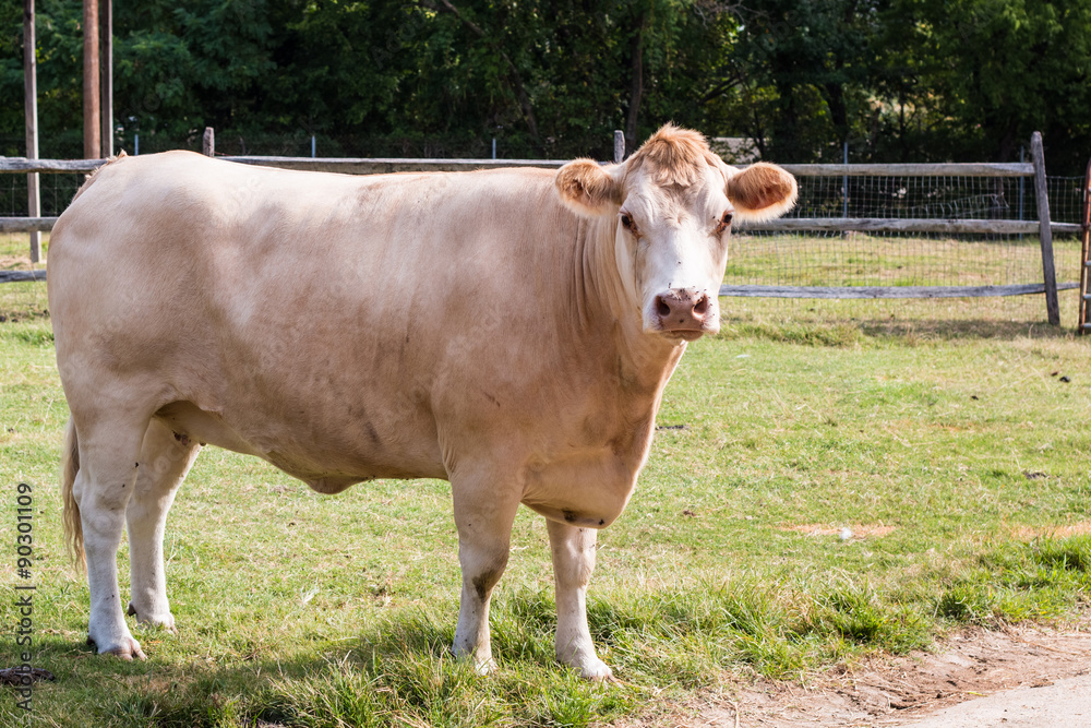 A white Hereford cow on a farm with the background of green grass and fencing. 