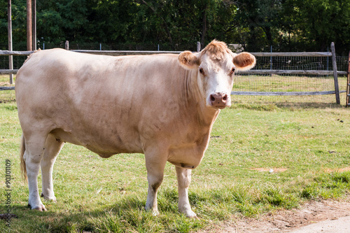 Wallpaper Mural A white Hereford cow on a farm with the background of green grass and fencing.  Torontodigital.ca