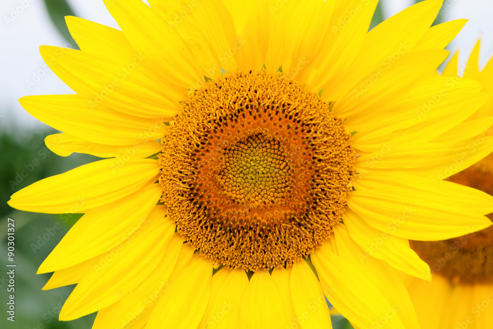 Standing tall sunflower with a bright yellow Standing tall sunflower with a bright yellow