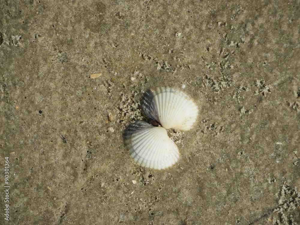 Muschel im Sand Muschel im Sand