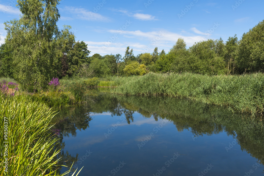Obraz premium A small pond in London Wetlands Center - WWT nature reserve