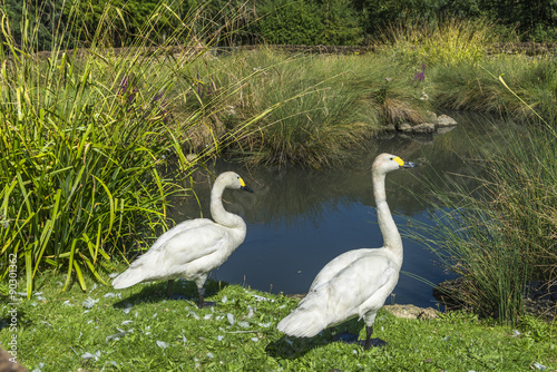 Two swans in London Wetlands Center - WWT nature reserve