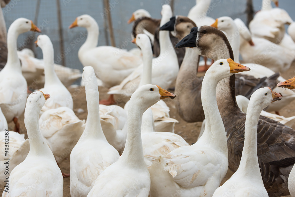 Obraz premium Geese at a farm