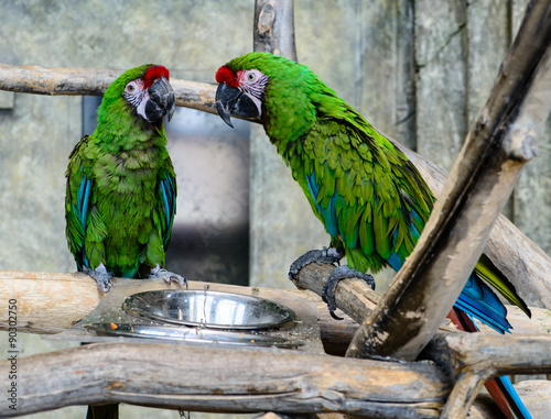 two green parrots  (ara millitaris)  eating from a bowl, focus o