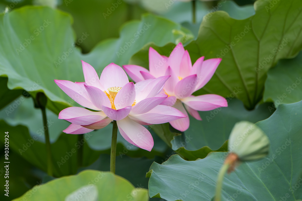 blooming lotus flower over dark background blooming lotus flower over dark background