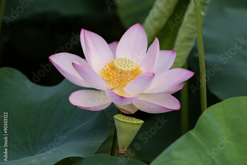 Fototapeta Naklejka Na Ścianę i Meble -  blooming lotus flower over dark background
