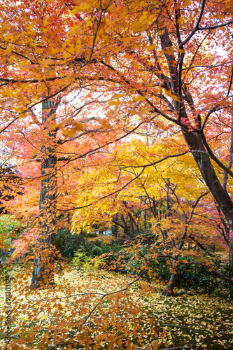 Kyoto, Japan - NOV, 25 2013 : The Autumn in Jojakko-ji Temple , Kyoto,Japan
